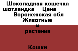 Шоколадная кошечка шотландка  › Цена ­ 3 500 - Воронежская обл. Животные и растения » Кошки   